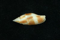 藏品(粗斑筆螺)的圖片